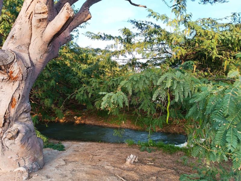 Tree and water