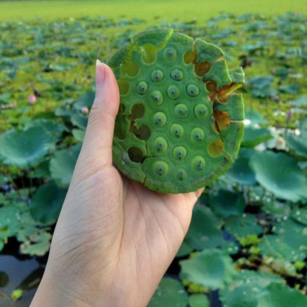 lotus-pod-surin-thailand-1634849